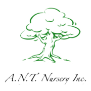 ANT Nursery